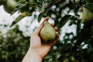 peren  voor perencider