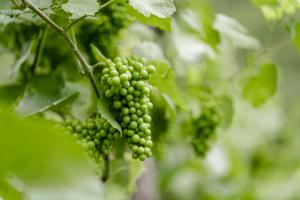 groene druiven verjus