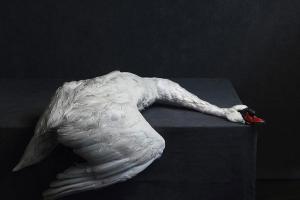 Swan par Stephan Vanfleteren Furnes,