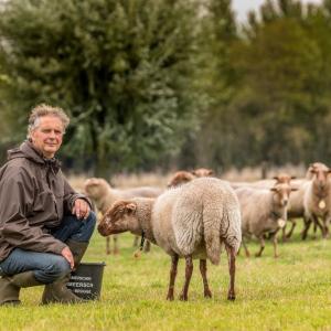 Oude dierenrassen grazen op West-Vlaamse 'levende erfgoedhoven'