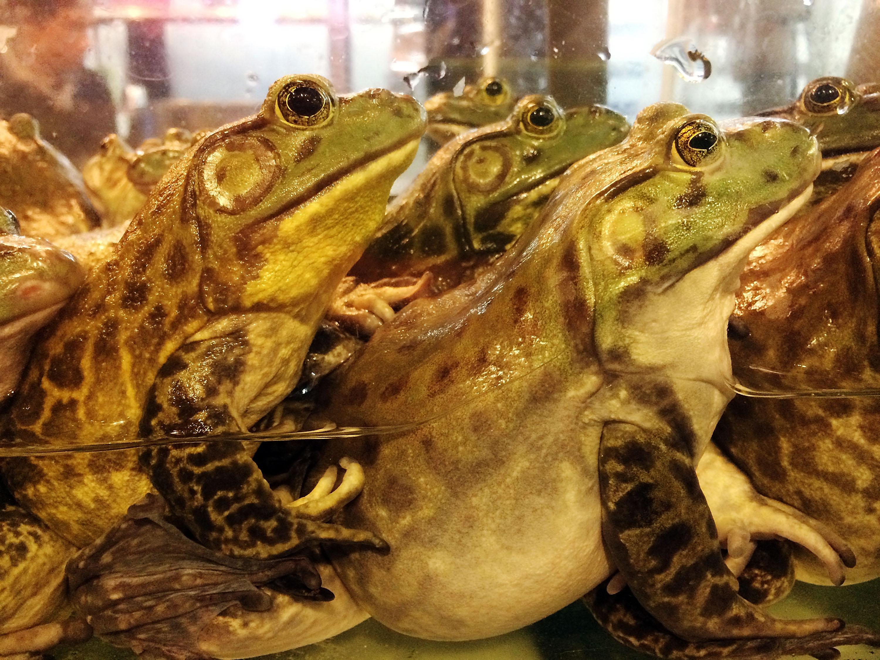 Spesies katak terancam kelaparan Belgia dan Prancis karena kaki katak