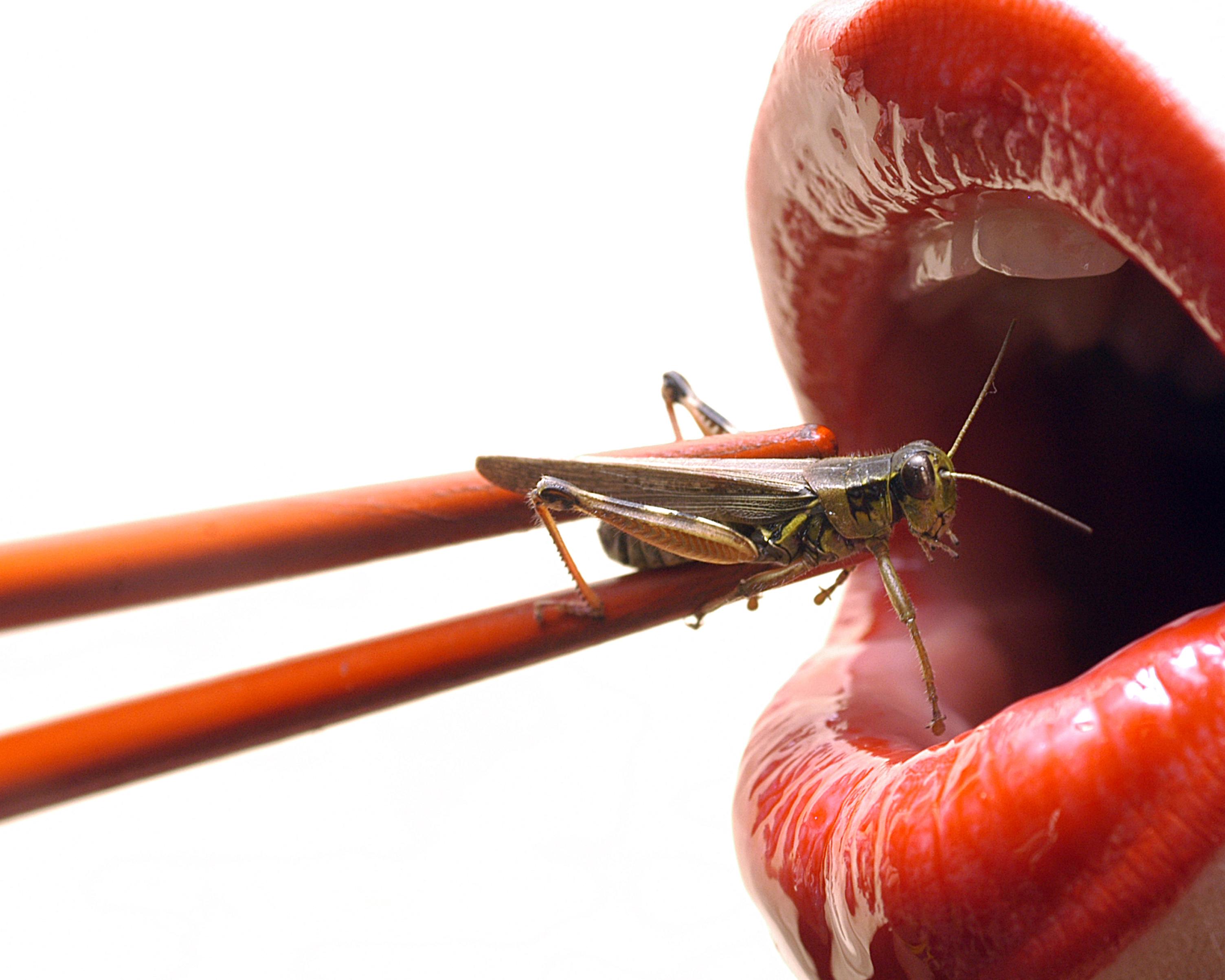 Les insectes, nourriture du futur: Les sauterelles ont plus de