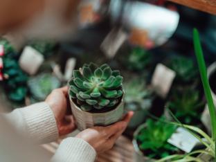 Grande vente de plantes aux Halles Saint-Géry, à Bruxelles.