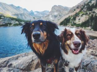 Voici les meilleures destinations d'Europe pour voyager avec un chien - Getty Images