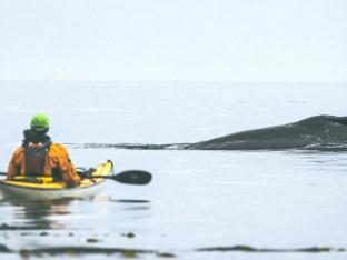 kayak baleine