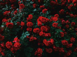 Les roses, stars du show à Permet - Unsplash (Nikita Tikhomirov)