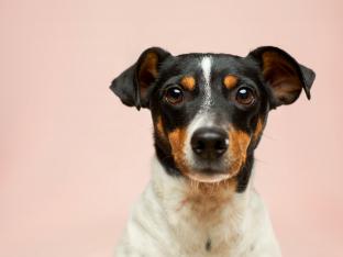 chien âge