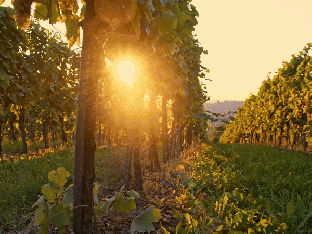 vignoble femme belge master of wine