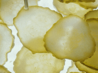Pourquoi les pickles sont si populaires - Canva