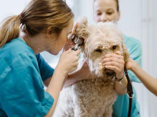 Dierenarts