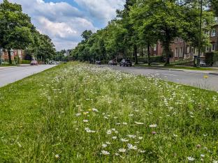 Middenberm