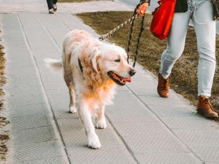 Les propriétaires qui font appel à des promeneurs de chiens habitent essentiellement en ville.