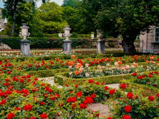 Roses garden