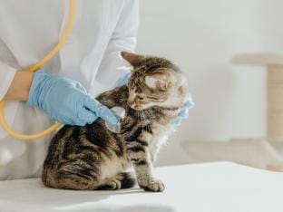 poes dierenarts