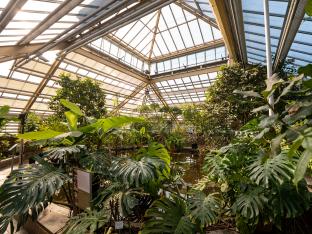 De Hortus Botanicus in Leiden