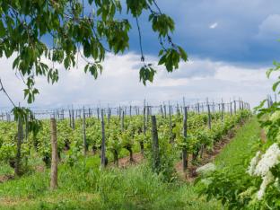 vignoble master of wine