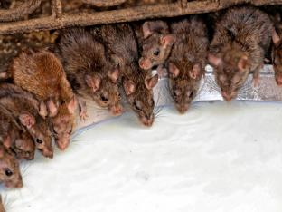 rats