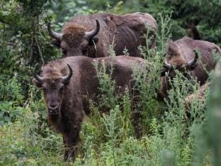 troupeau de bisons d'Europe