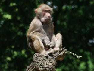 surplusdieren