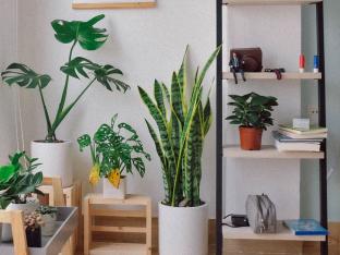 planten hitte