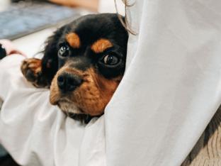 hond op het werk