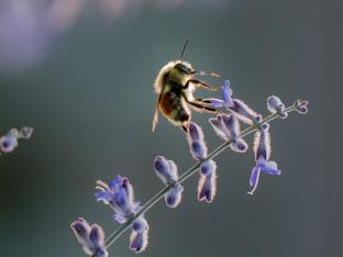 tuin bijen