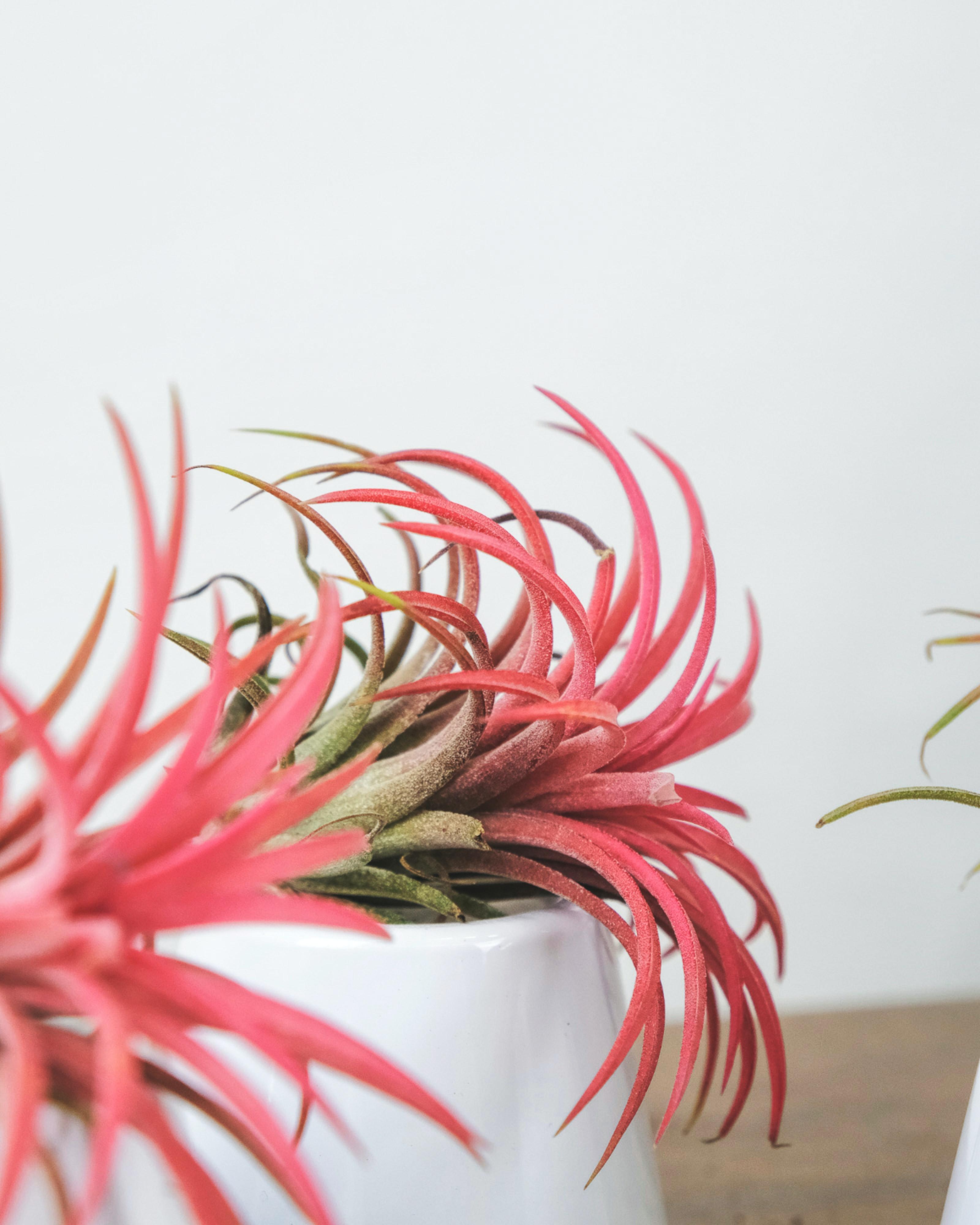 Tillandsia