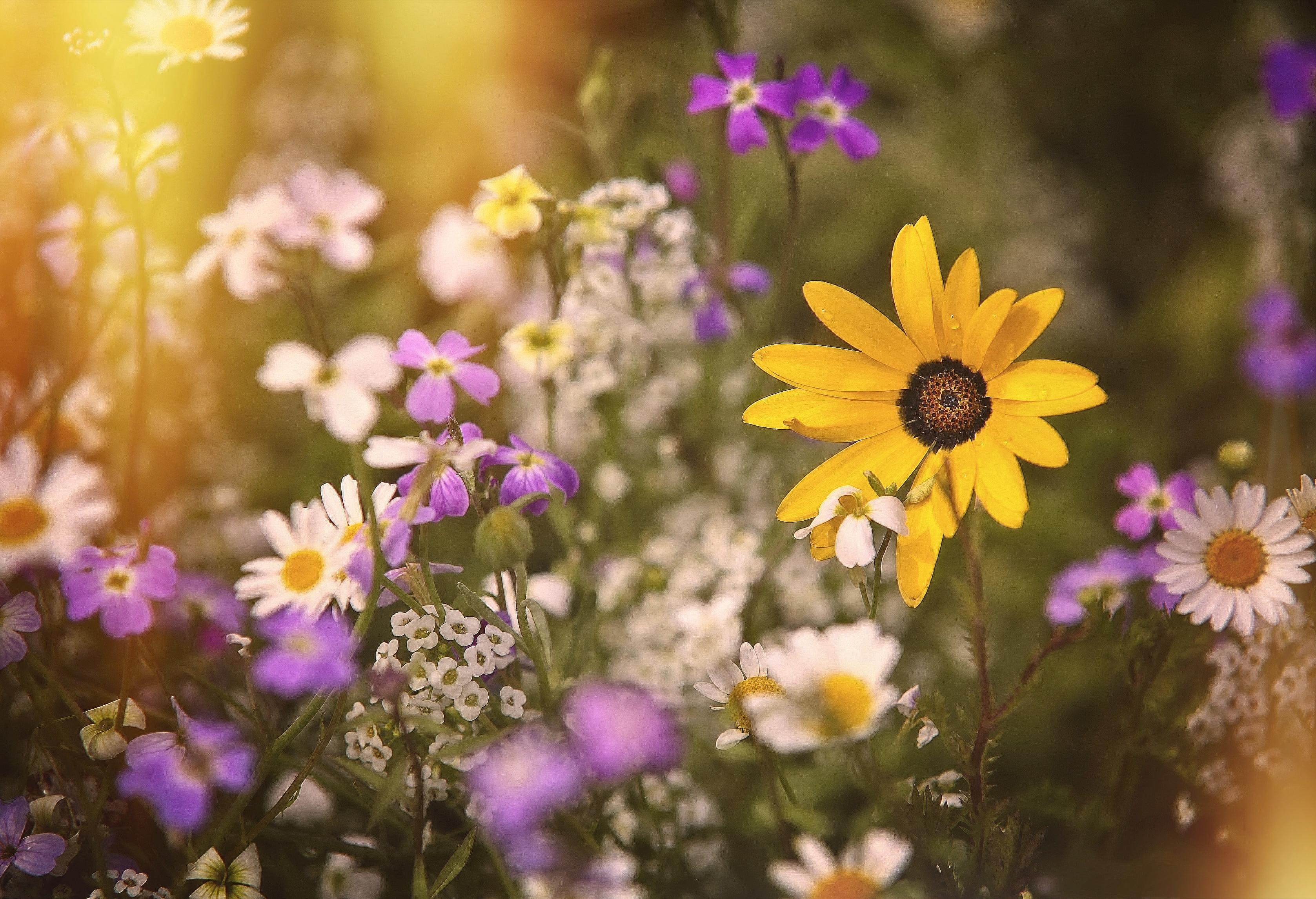 Bloemen zaaien voor beginners zo doe je het Libelle