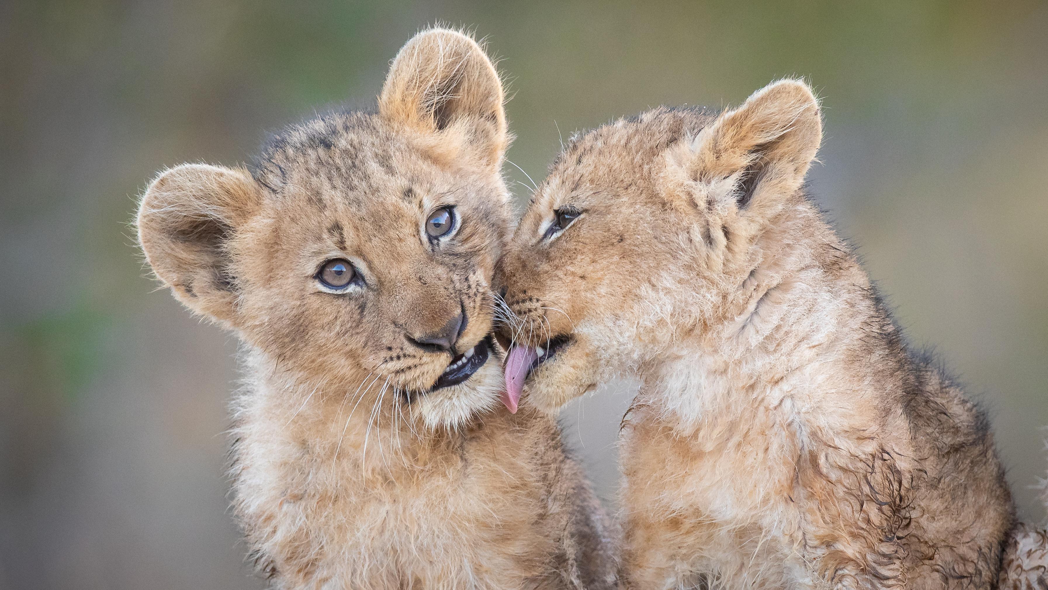Deux Lionceaux Font Leur Apparition Pairi Daiza Deux Lionceaux Font Leur Apparition Pairi Daiza