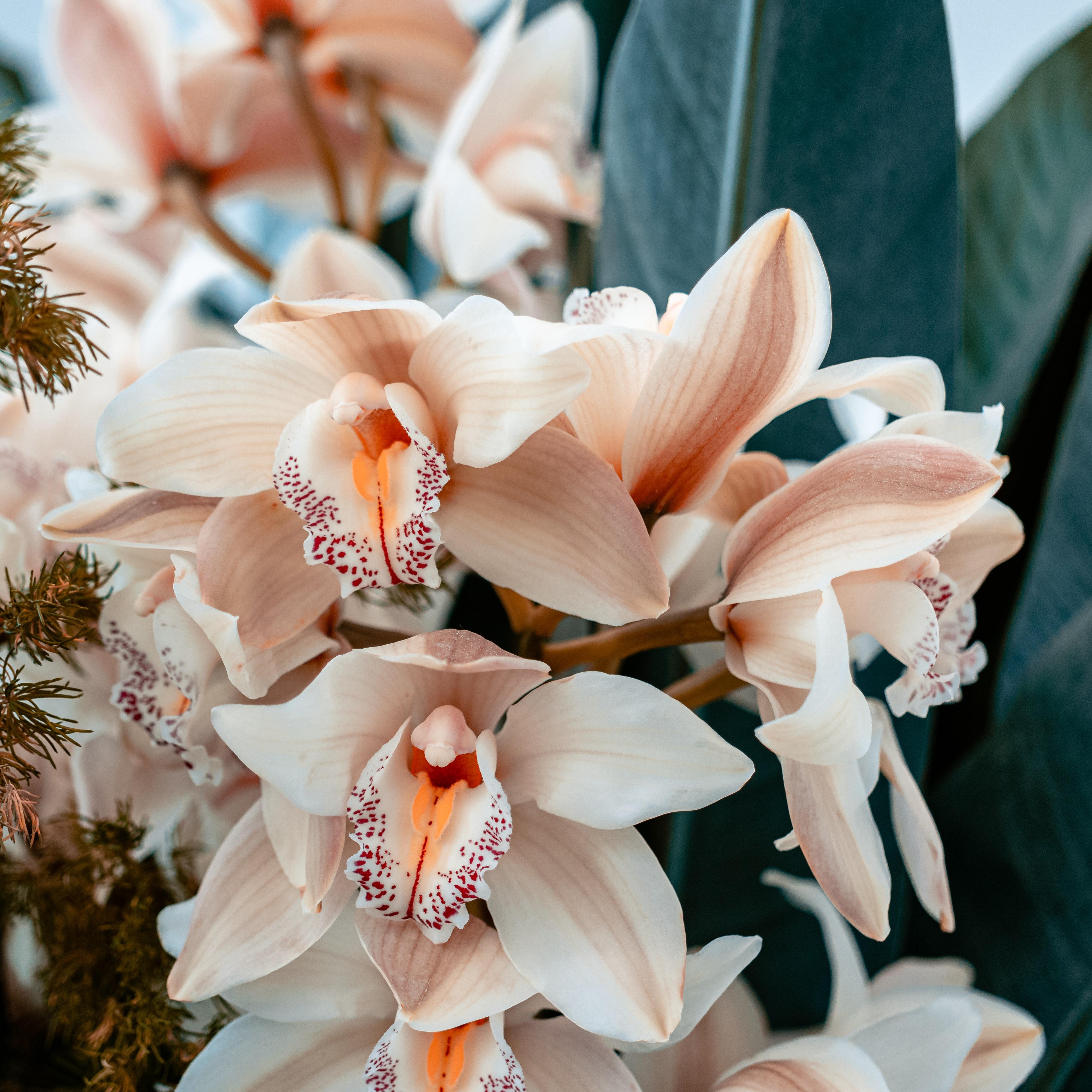 Orchidée