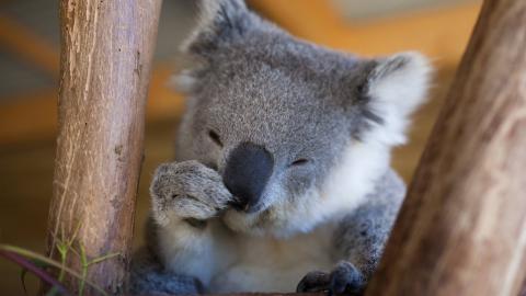 Koala Archive Femmes D Aujourd Hui