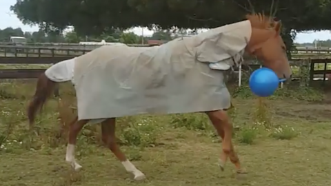 Cheval Archive Femmes D Aujourd Hui