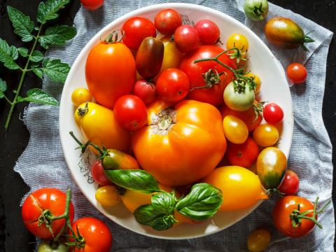 De juiste tomaat voor elk gerecht
