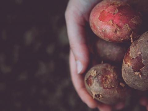 Je eigen aardappels kweken als je weinig plaats hebt? Het kan!