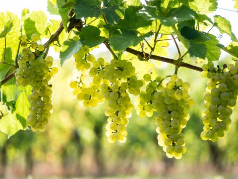 Whites grapes (Pinot Blanc) in the vineyard, Alsace, France; Shutterstock ID 214954762