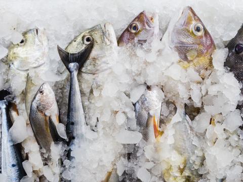 Close up of fresh fish for sale at market