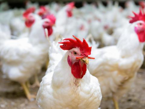 Modern chicken farm, production of white meat; Shutterstock ID 516059044; Projectnummer: B09773 ; Uitgave: Libelle Lekker; Traffic: Rien Delvaux; Anders: /