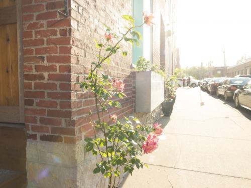 This is a horizontal, color photograph of an exterior sidewalk in the downtown area of Kansas City, Missouri. A flowering rose bush growing on the outside of a brick building is illuminated with the bright afternoon sun casting a lens flare. Photographed with a Nikon D800 DSLR Camera.
