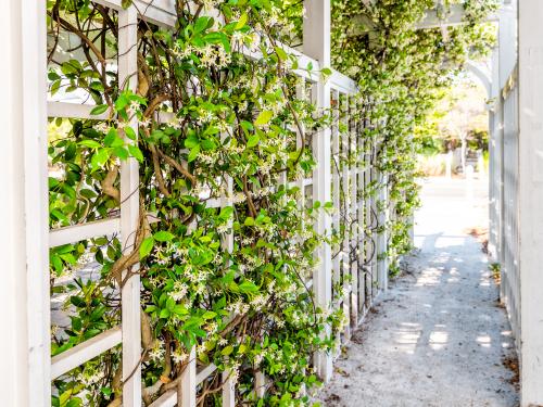 Closeup of patio outdoor spring white clematis flower garden in backyard porch of home and romantic wood with pergola wooden arch path creeping climbing covering vine plants