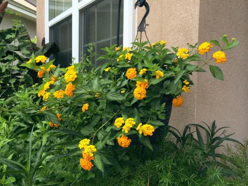 A hanging lantana plant by the window of a Florida suburban home.