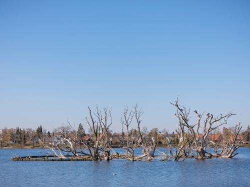 The cormorant (Phalacrocorax carbo) is today a very common bird in the public parks in Denmark, but in the late 1900s it was close to extinction. It is no a very popular bird, eating too many fish and killing the nest trees