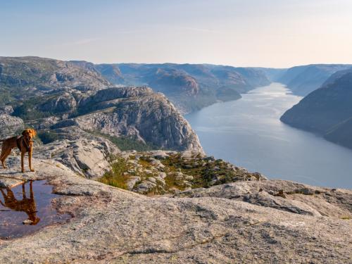 Weimaraner dog looking at view near Preikestolen or Prekestolen, also known by the English translations of Preacher's Pulpit or Pulpit Rock, is a famous tourist attraction in Forsand, Ryfylke, Norway