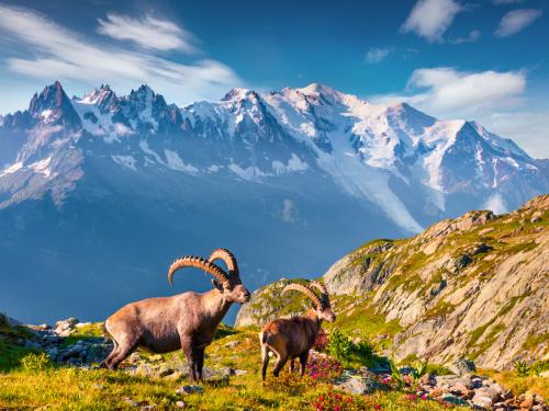 Alpine Ibex (Capra Ibex) on the Mont Blanc (Monte Bianco) background. Colorful summer morning in the Vallon de Berard Nature Preserve, Graian Alps, France, Europe.