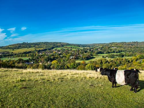 Traditional English field cows farm  lovely sunny day Surrey England