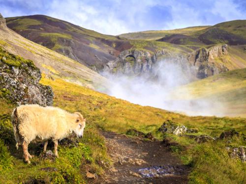 Hiking trail along Hot River in Reykjadalur Valley in South Iceland