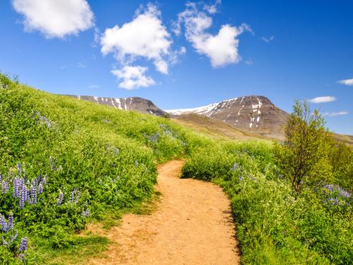 Stunning Icelandic summer landscape with a beautiful hiking trail in the Esja mountain range, 10 km north of Reykjavik, the capital of iceland. Sunny day and flourishing landscape. Southwest Iceland.