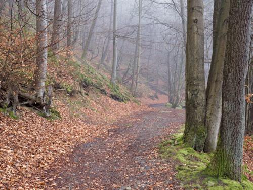 La Statte (creek) at Solwaster (Belgium)