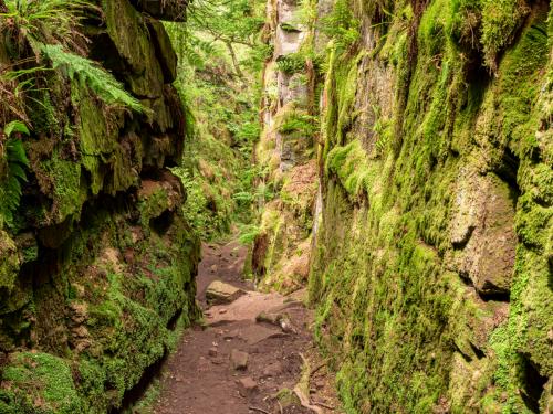 Lud's Church chasm of the Sir Gawain and the Green Knight fame at The Roaches, in the Peak District National Park, UK.