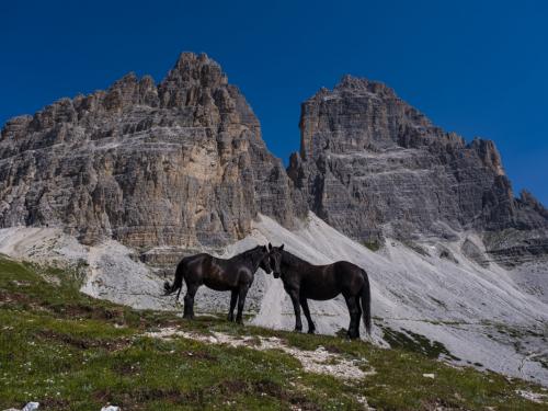 AURONZO DI CADORE, VENETO, ITALY - 2021/07/21: Two black horses are standing on a rocky hill, the south faces of the mountain group Tre Cime di Lavaredo in the distance. (Photo by Frank Bienewald/LightRocket via Getty Images)