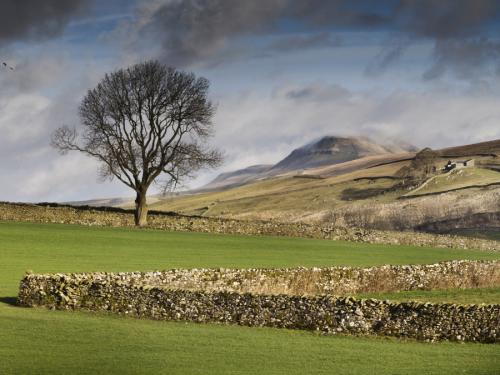 A dry stone wall zigzags across a green field containing a lone tree, with the mountain of Pen-y-Ghent rising in the background. Taken in the national park of the Yorkshire Dales.